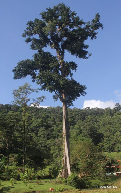 Mei Tai Cacao Lodge Bijagua Kültér fotó